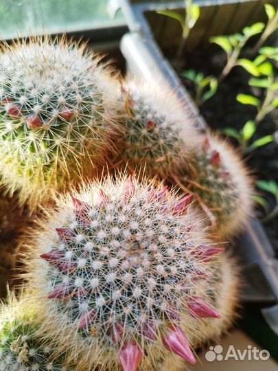 Кактусы на цвету