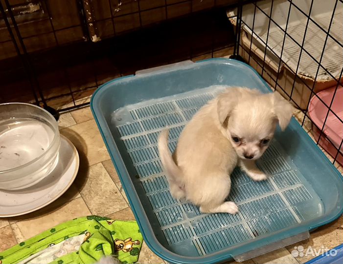 Щенок чихуахуа мини мальчик