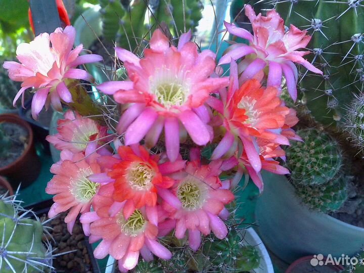 Лобивия,Гимнокалициум,Маммилярия