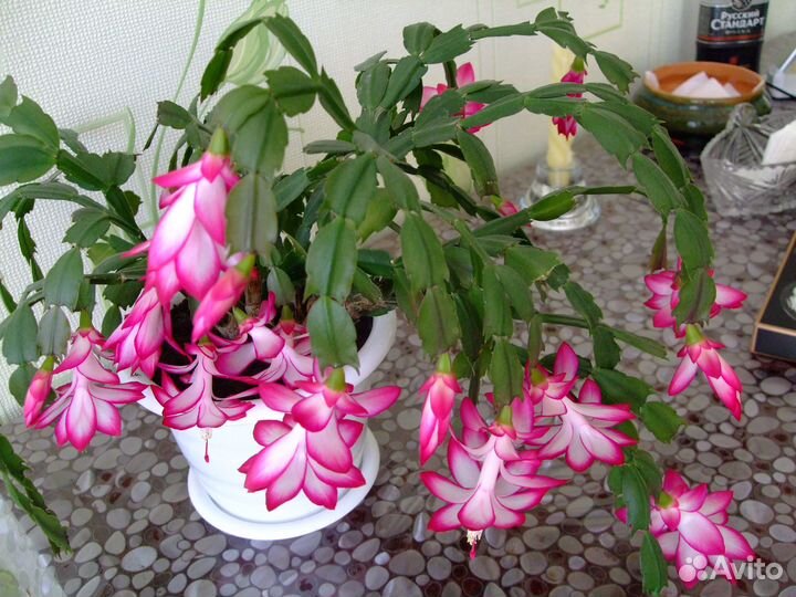 Комнатные цветы