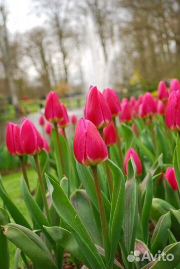 Цветы многолетние