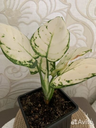 Аглаонема супер вайт -500