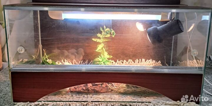 Черепаха с террариумом лампами и наполнением