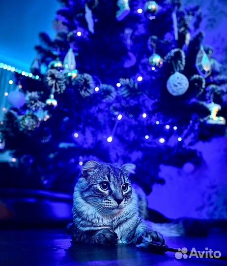 Отдам в добрые руки кота