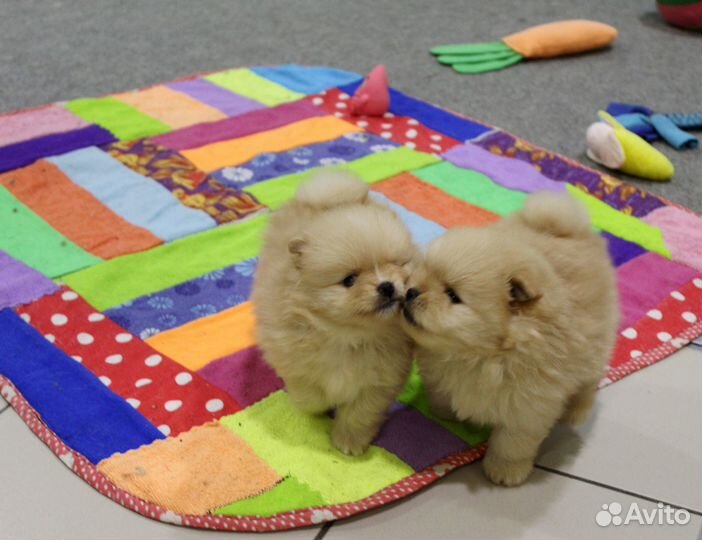 Пушистые комочки