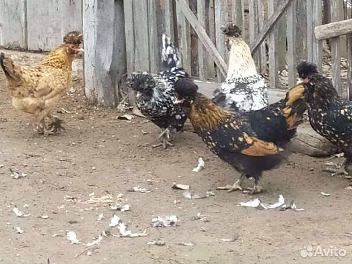 Павловские куры