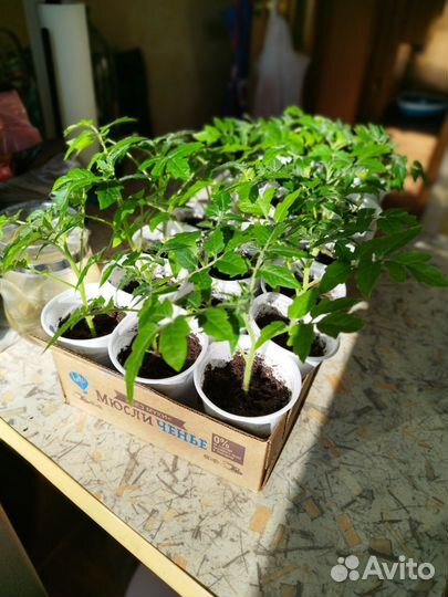 Рассада томатов