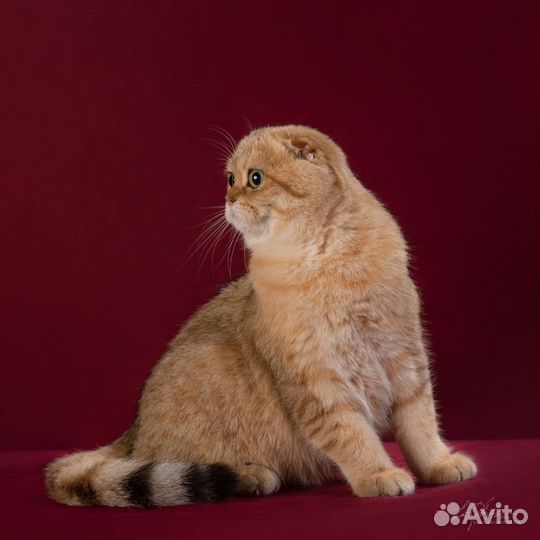 Шотландский золотой (ny 11) вислоухий кот вязка