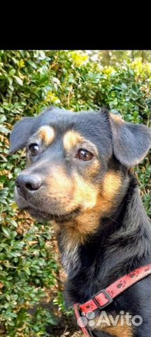 Мелкие собаки- пёс Кардинал и Бронислава-Броня