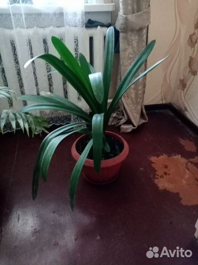 Цветы комнатные