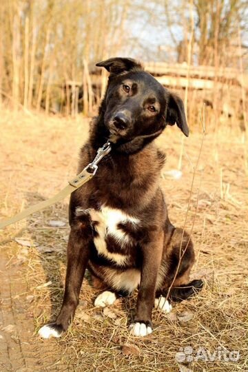 Верочка в добрые руки