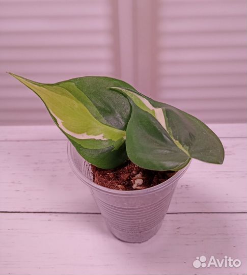 Филодендрон Бразил триколор