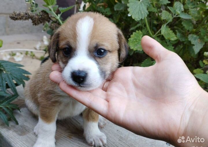 Щенки бесплатно