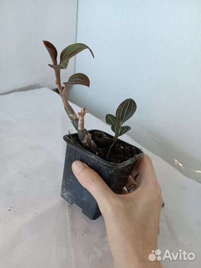 Орхидея Лудизия