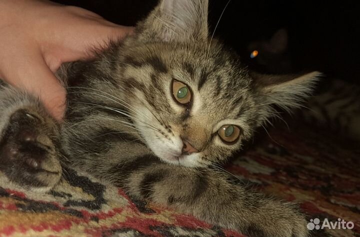 Отдам в добрые руки,на половину британки