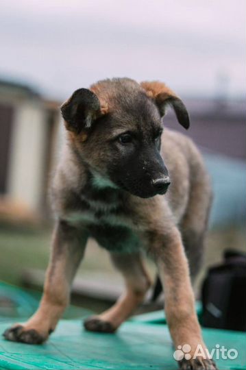 Щенок в добрые руки