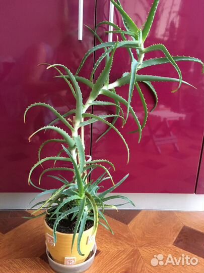 Алоэ столетник