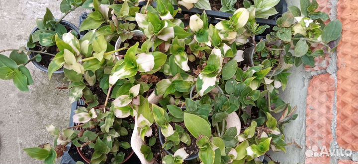 Традесканция опт и розница