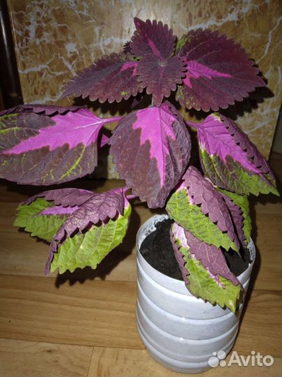 Колиус,фиалка