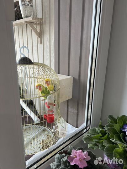 Попугаи неразлучники с клеткой