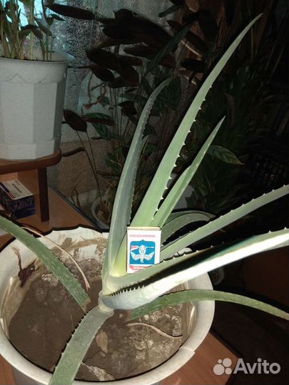 Алоэ лечебный