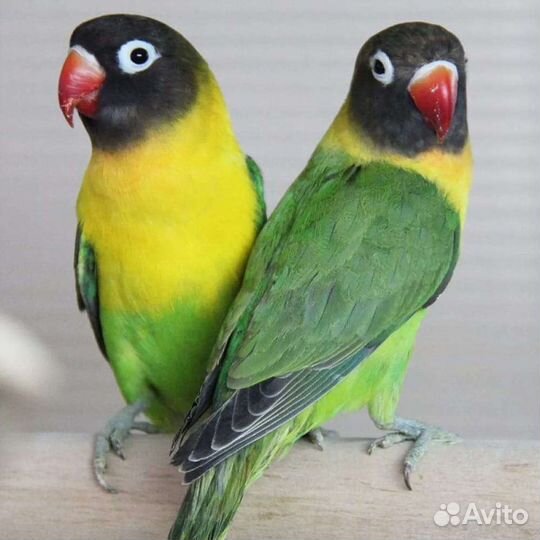 Масковые неразлучники