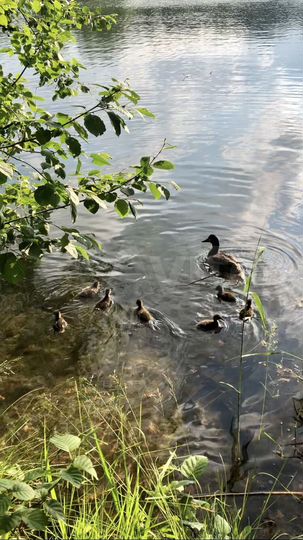 Участок 6 сот. (ИЖС)