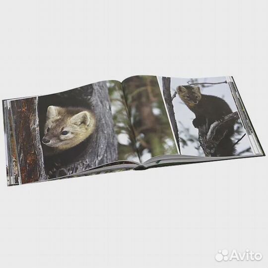 Дикая природа России / Wildlife in Russia Малеев В