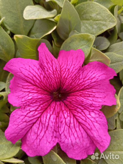 Петуния кустовая крупноцветковая