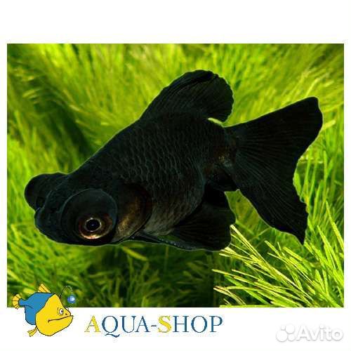 Рыба аквариумная