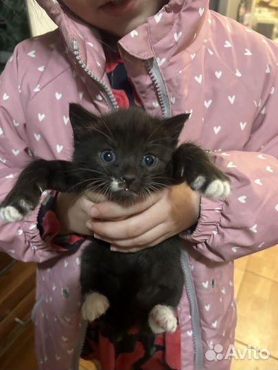 Британские котята