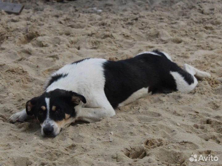 Белка ищет дом