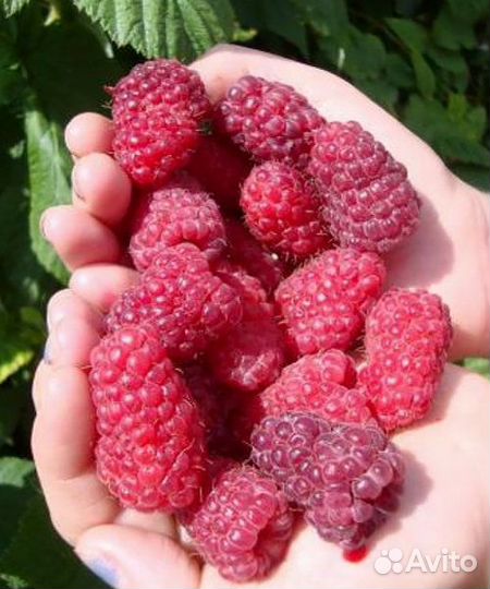 Саженцы малины, смородины, жимолости, крыжовника