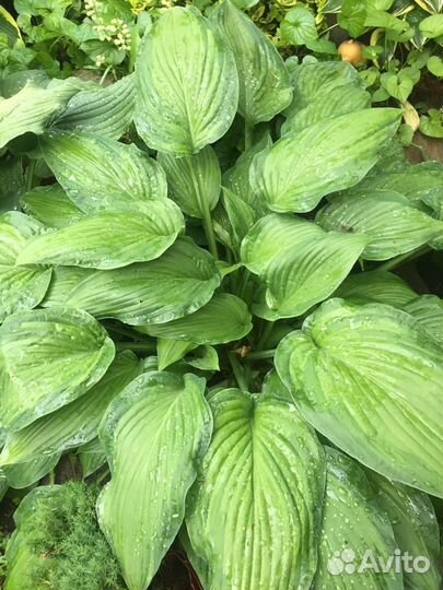 Хоста растение