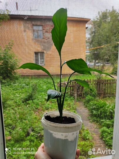 Комнатные цветы