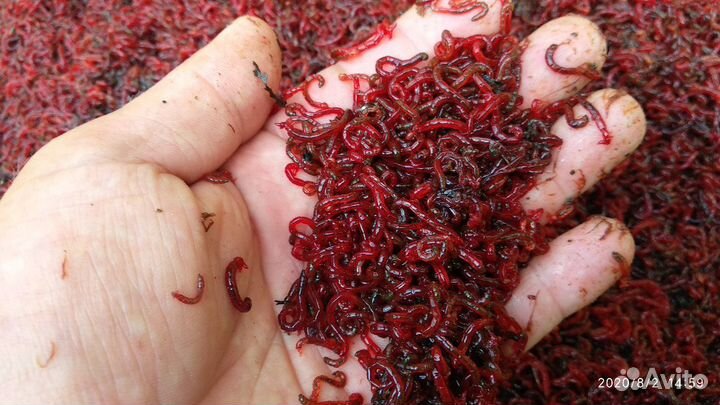 Мотыль насадочный