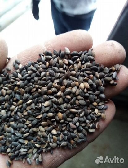 Доставка семян ели