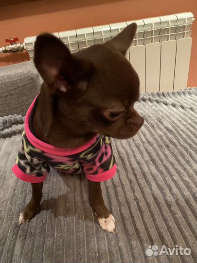 Чихуахуа девочка