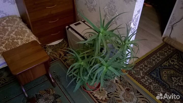 Алоэ лечебный