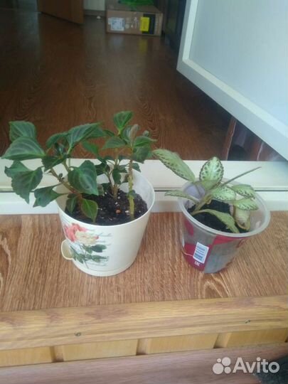 Цветы растения комнатные