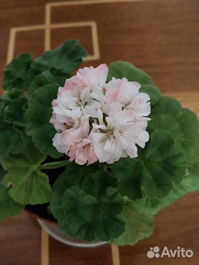 Продаётся пеларгония