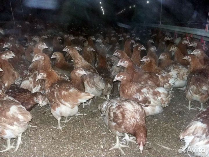 Куры несушки