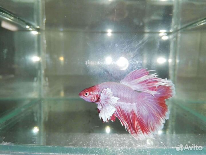 Аквариумные рыбки