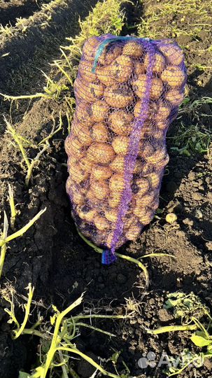 Продам картофель