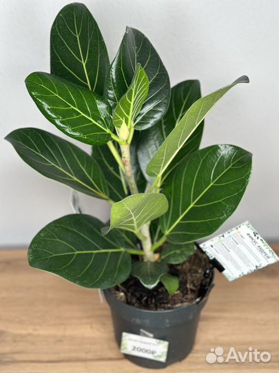 Фикус одри/аудрей