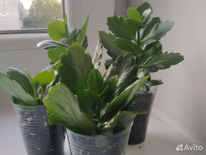 Комнатные растения