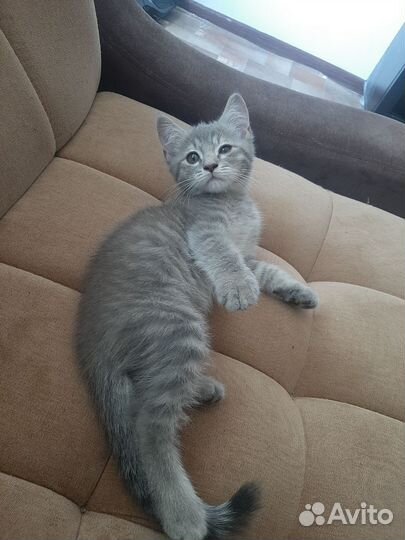 Шотландский