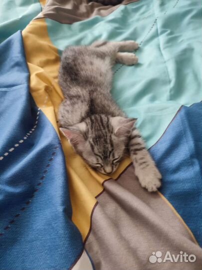 Котенок в добрые руки