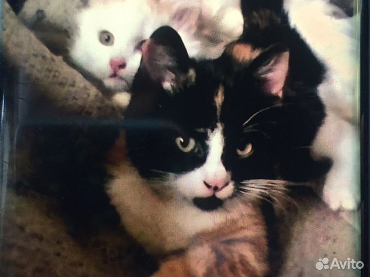Котята подростки