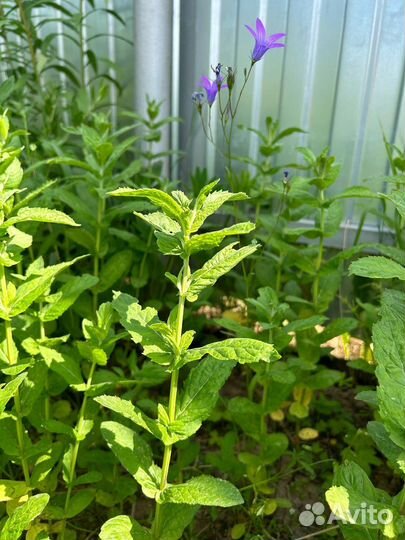 Мята деревенская обычная